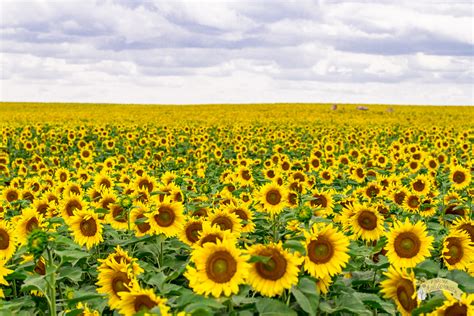 Visiting North Dakota Sunflowers – Prairie Californian