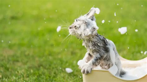 Top 6 - Flea Shampoos For Cats Proven To Help Your Cat | World Cat Finder