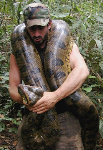 Anaconda Of Amazon Forest - Anaconda Gallery