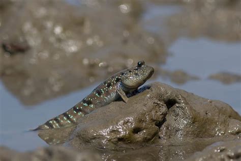 Mudskipper - A-Z Animals