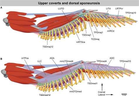 Bird Wing Anatomy Feathers