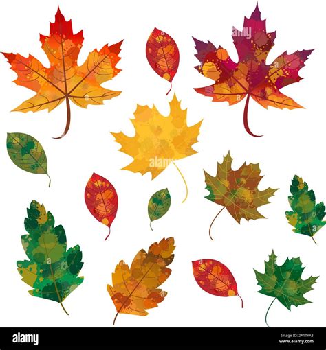 Autumn, Fall Leaves Vector Set - Isolated Leaves Without Background. Watercolor Leaves Pattern ...