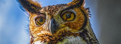 Amazing Facts About Owl Eyes | American Bird Conservancy