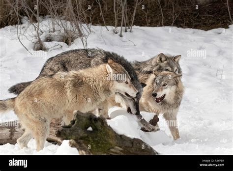 Gray Wolf or Timber Wolf, pack behavior in winter, (Captive) Canis ...