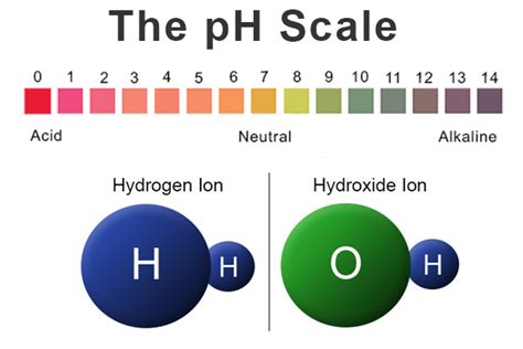 Back to Basics: Acids, Bases & the pH Scale - Precision Laboratories ...