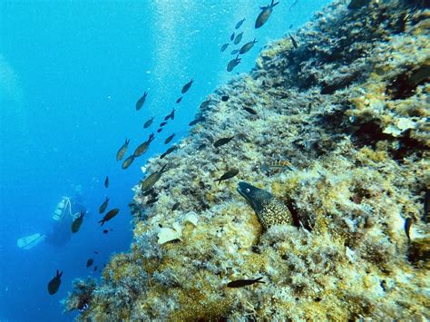 Dive Sites In Malta | Paradise Bay Reef | ABC Diving Malta