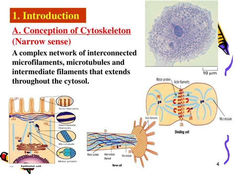 Cytoskeleton Structure And Function | Images and Photos finder