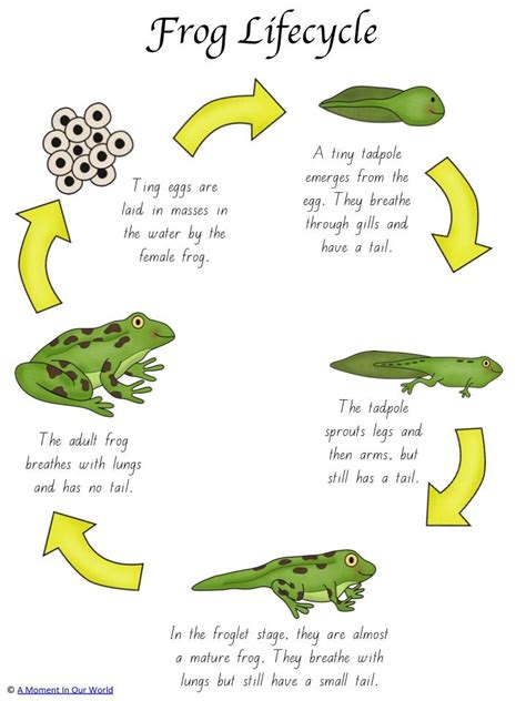 Life Cycle Of Frog Worksheet