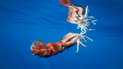 Giant squid: The real-life ocean Kraken | Live Science