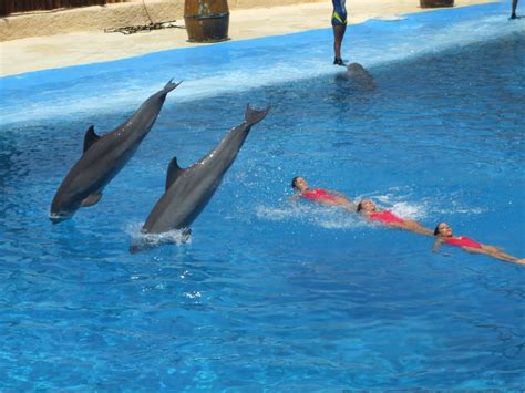 File:Dolphins and synchronized swimming.jpg - Wikimedia Commons