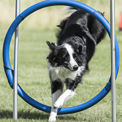 Top 6 Effective Border Collie Training Techniques