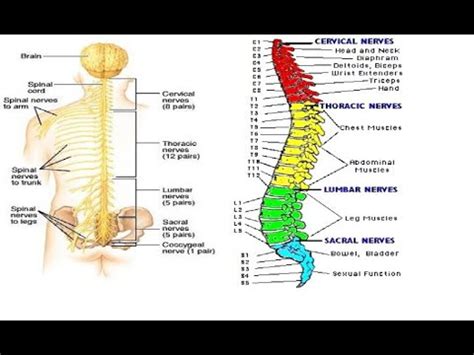 Human Body Back Nerves