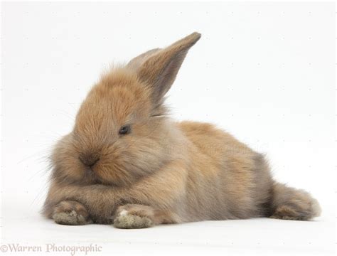 Brown baby bunny lying stretched out photo - WP38931