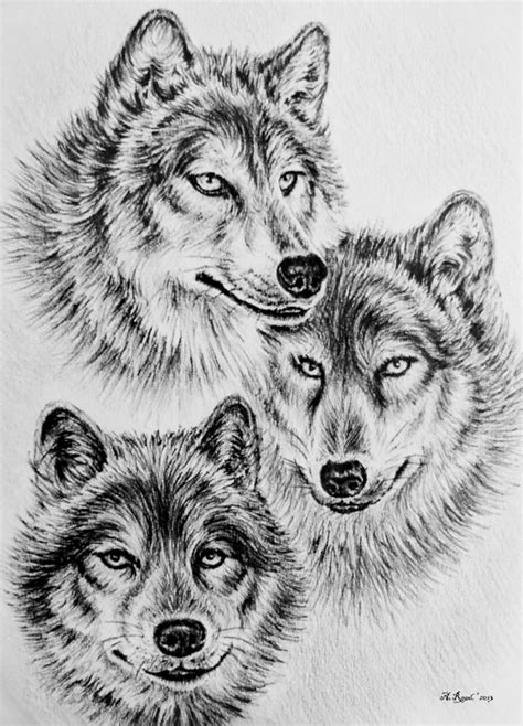 Free Wolves Drawings, Download Free Wolves Drawings png images, Free ClipArts on Clipart Library