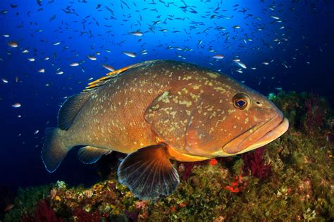 What's the Difference Between Grouper and Snapper?