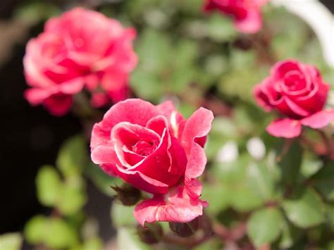 Miniature roses: simply irresistible – Garden Making