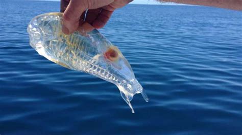 The Rare And Strange Transparent Fish That You Probably Never Knew Existed