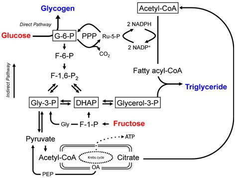 Glucose 6 Phosphate Pathway