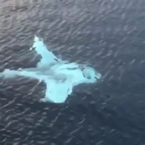 🔥 Albino Manta ray. : r/NatureIsFuckingLit