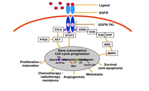 Tyrosine Kinase Signal Transduction Pathway