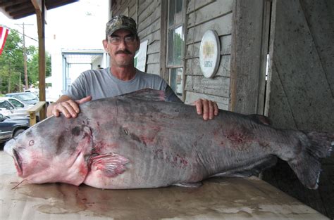 Biggest Catfish World Record