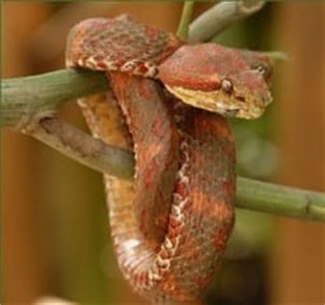 Eyelash Viper - Snake Facts