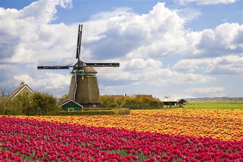 Holland’s Tulip Fields, A Beautiful Sight to See - AESU