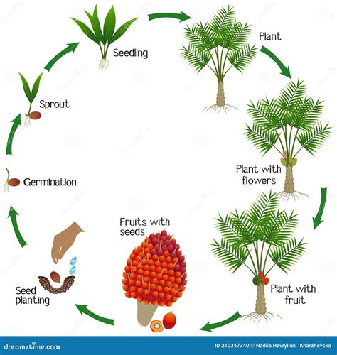 A Growth Cycle of Oil Palm Tree on a White Background Stock Vector - Illustration of life ...