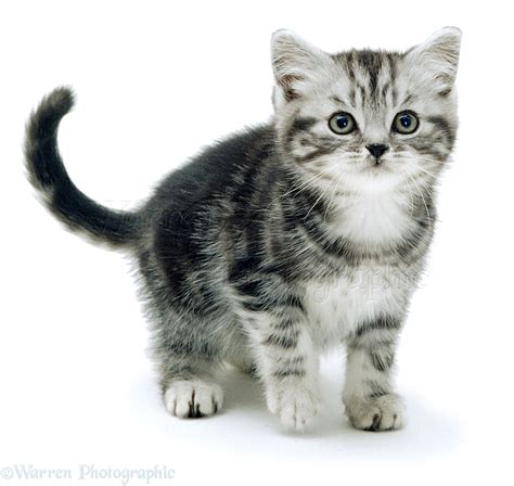 Silver tabby kitten photo - WP01149