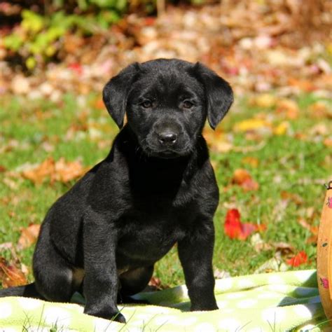 Black Labrador Retriever Puppies For Sale | Greenfield Puppies