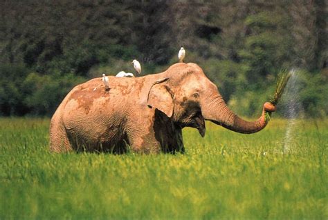 Sri Lankan Elephant | The Life of Animals