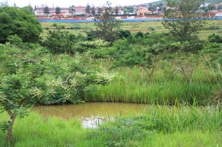 250 Ramsar designated wetland Stock Pictures, Editorial Images and Stock Photos | Shutterstock