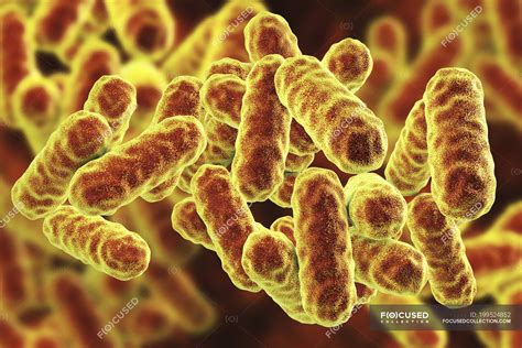 Serratia marcescens rod-shaped Gram-negative bacteria, digital ...