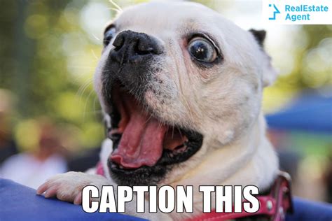 Caption This Surprised Dog - Real Estate Social