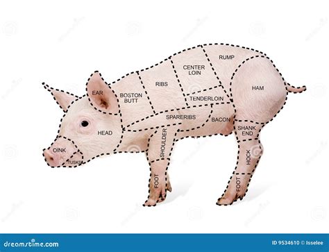 Butcher s pig chart stock photo. Image of belly, oink - 9534610