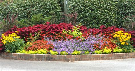 Growing Annuals | Home & Garden Information Center