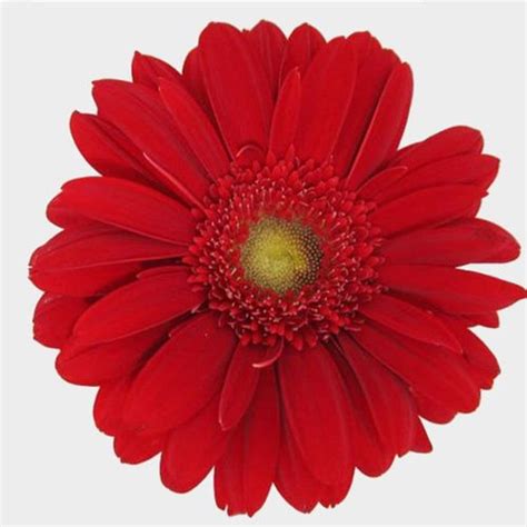 Gerbera Daisy Red - Wholesale - Blooms By The Box