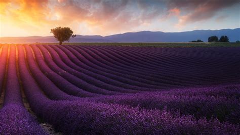 Lavender Fields