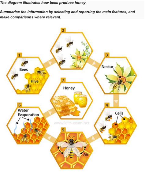 The diagram illustrates how bees produce honey. | by Erik Ho | Medium