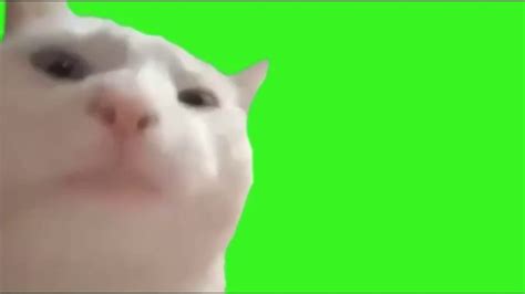 Vibing Cat Green Screen ( Dancing cat meme 2020 ) - YouTube