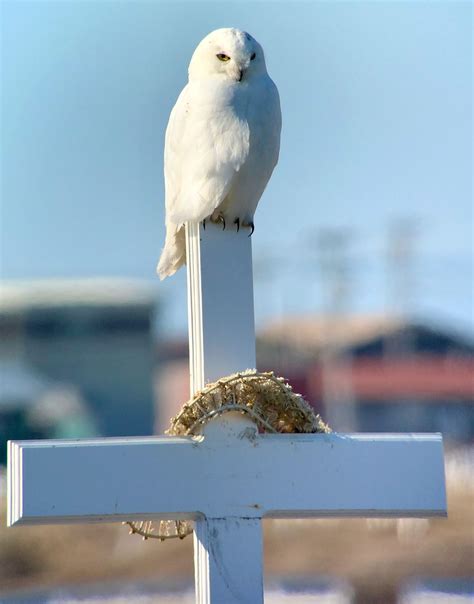 Snowy Owls on Breeding Territory — Birdchick