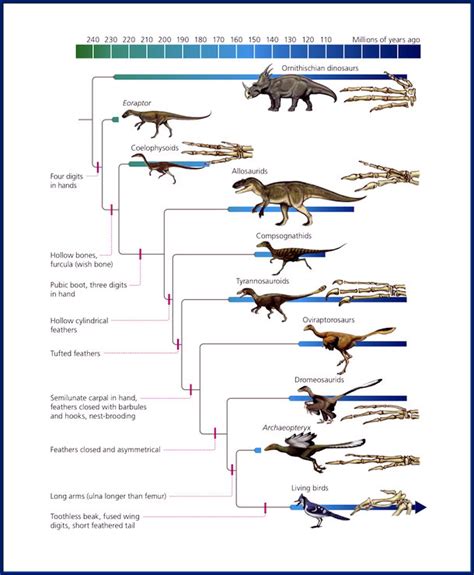 Penguinology: Bird Evolution