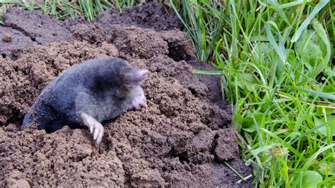 Lawn Mole Removal Columbus, Ohio - 100% Guaranteed Mole Control