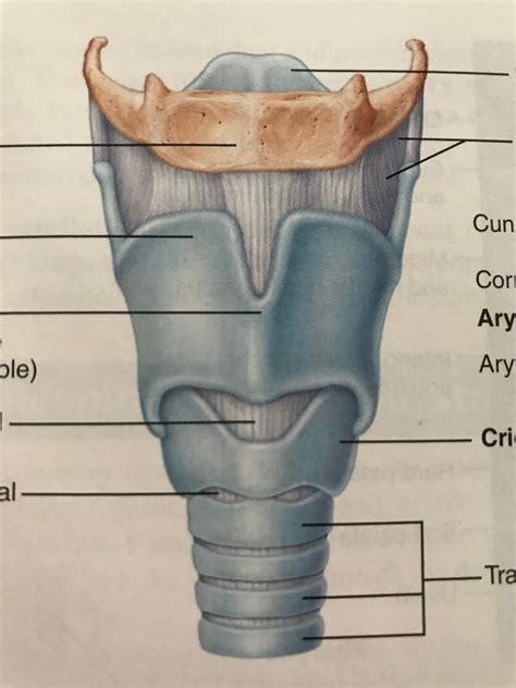 Larynx Anatomy Diagram