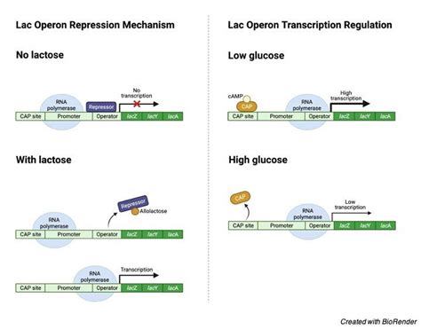 Lac Operon: Diagram, Phenotypes, Model, and Regulation