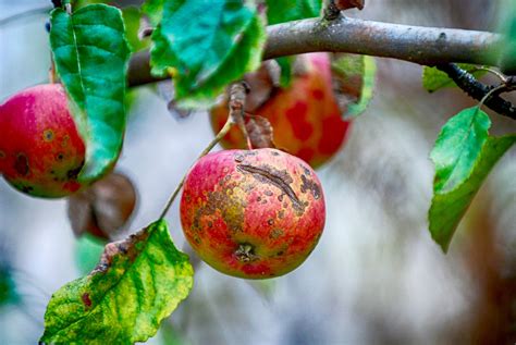 Apple Scab Disease and How to Identify and Prevent It