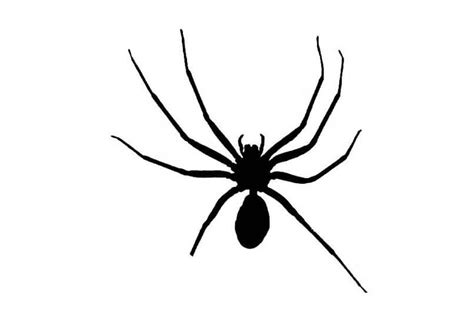 Spider Drawing For Kids | Free download on ClipArtMag