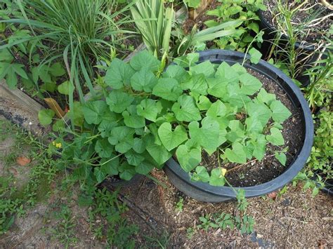 African Horned Melon - Garden.org