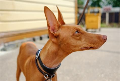 25 Newest Dog Breeds The AKC Has Recognized - The Delite