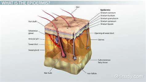 What is Epidermis? - Definition, Function & Layers - Video & Lesson Transcript | Study.com